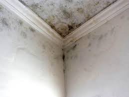  North Massapequa, NY Mold Removal & Remediation Pros