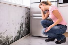 Best Commercial Mold Inspection  in North Massapequa, NY